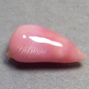Conch Pearl 1.392 CT